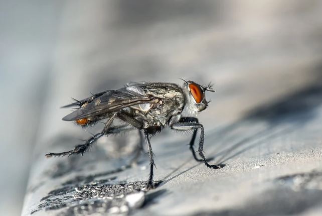 
		
		В Роспотребнадзоре рассказали, могут ли мухи стать переносчиками Covid-19
		
	