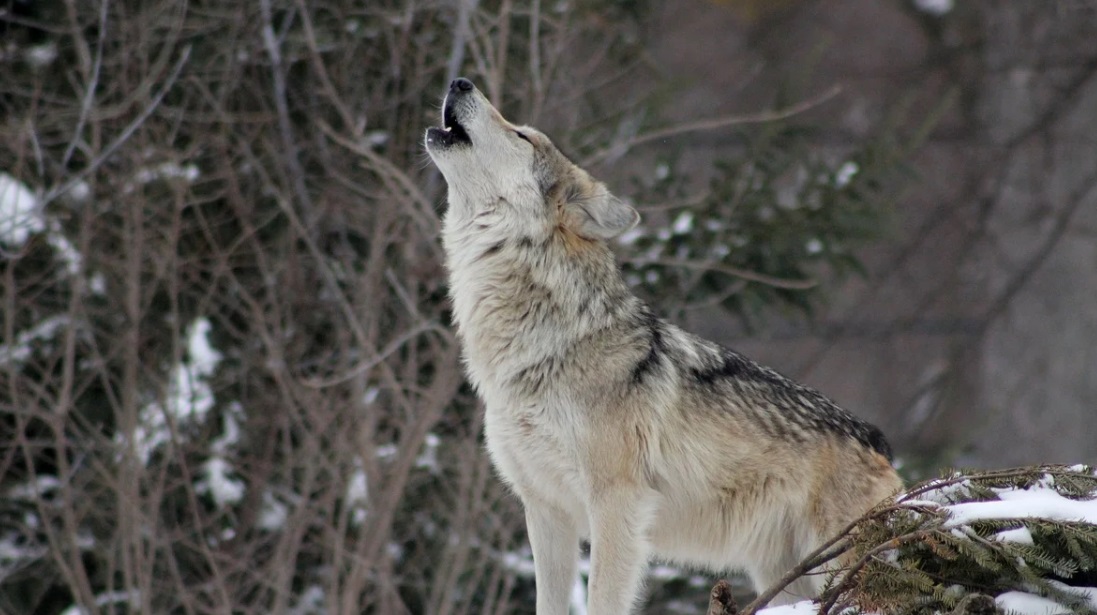
		
		В Пензенской области борются с размножением волков
		
	