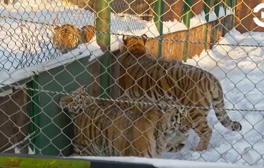 
		
		Стало известно, как проводят время амурские тигрята из Пензы
		
	