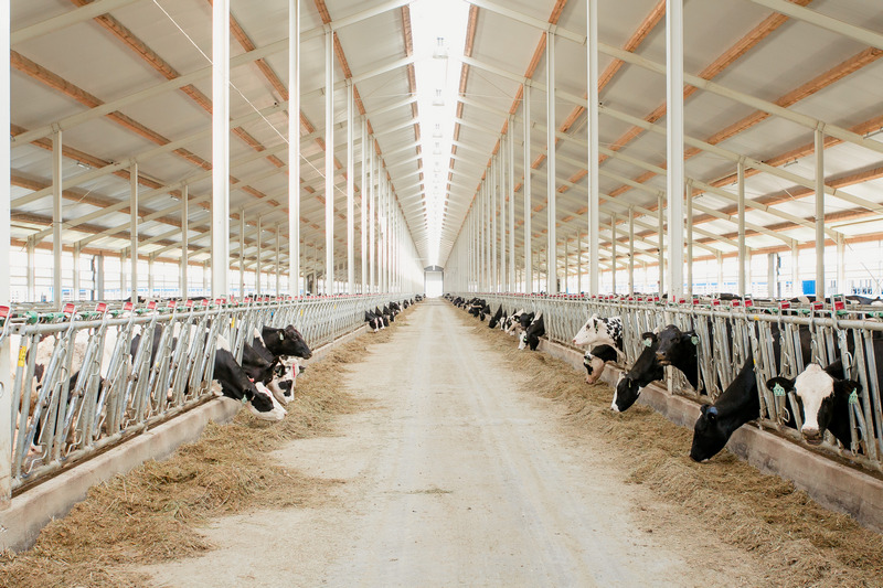 
		
		В Пензенской области «Русмолко» инвестирует в развитие молочного животноводства еще 2,5 млрд руб
		
	