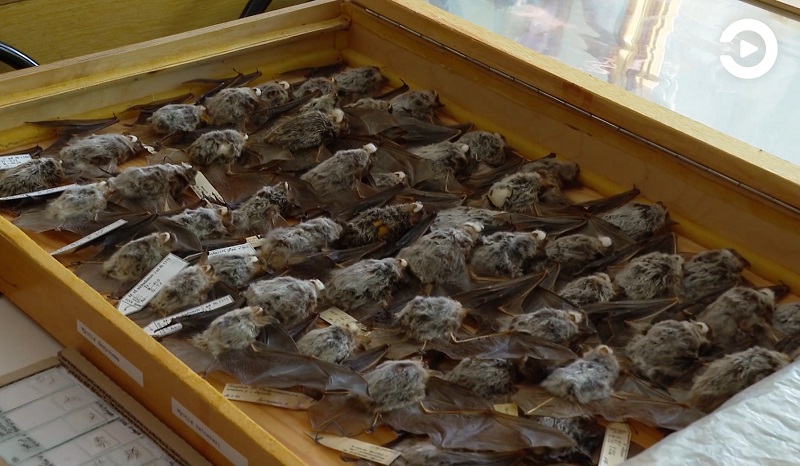 
		
		В Пензенской области летучие мыши попали под угрозу вымирания
		
	