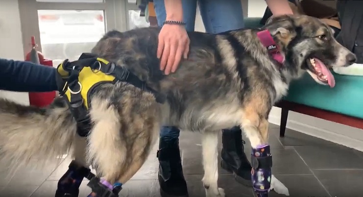 
		
		Поставили на лапы: собаку-инвалида из Пензы учат ходить на протезах
		
	