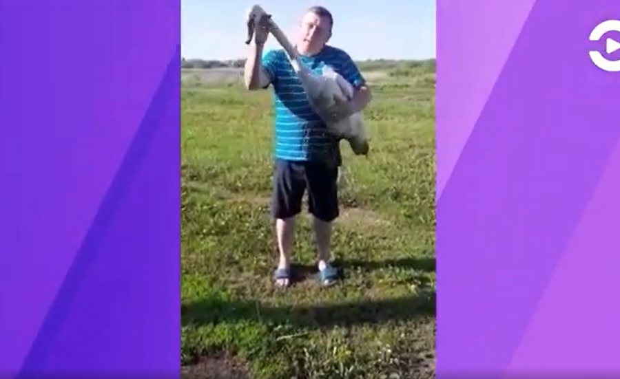 
		
		В Земетчинском районе местные жители спасли лебедя-шипуна после нападения речной выдры
		
	