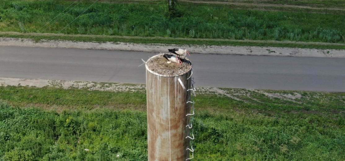 
		
		В Сердобском районе на водонапорной башне нашли гнездо редкой птицы
		
	