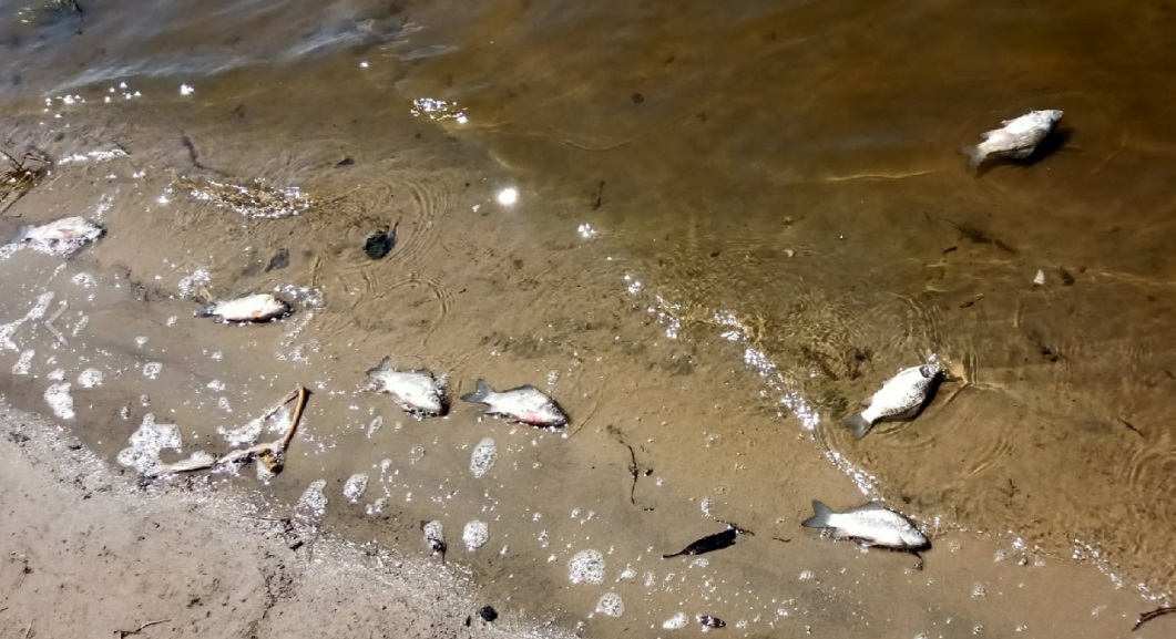 
		
		В пруду села Константиновка погибла рыба
		
	