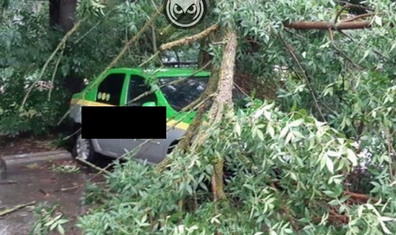 
		
		В центре Пензы на машину такси рухнуло дерево
		
	