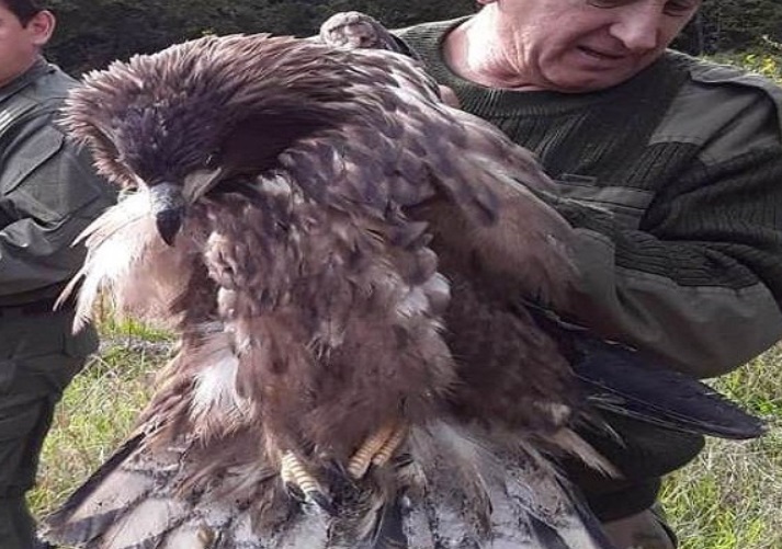 
		
		В Пензенской области редкую птицу выпустили на волю после спасения
		
	