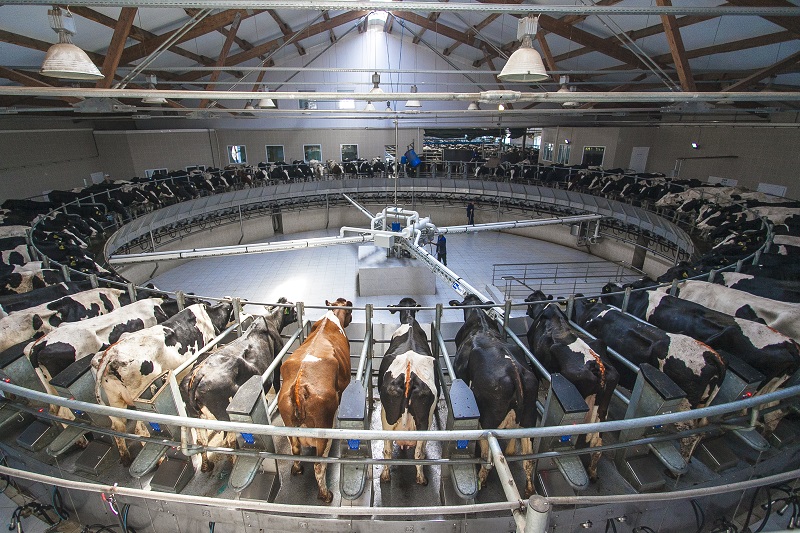 
		
		«Русмолко» произвела 44% молока Пензенской области
		
	