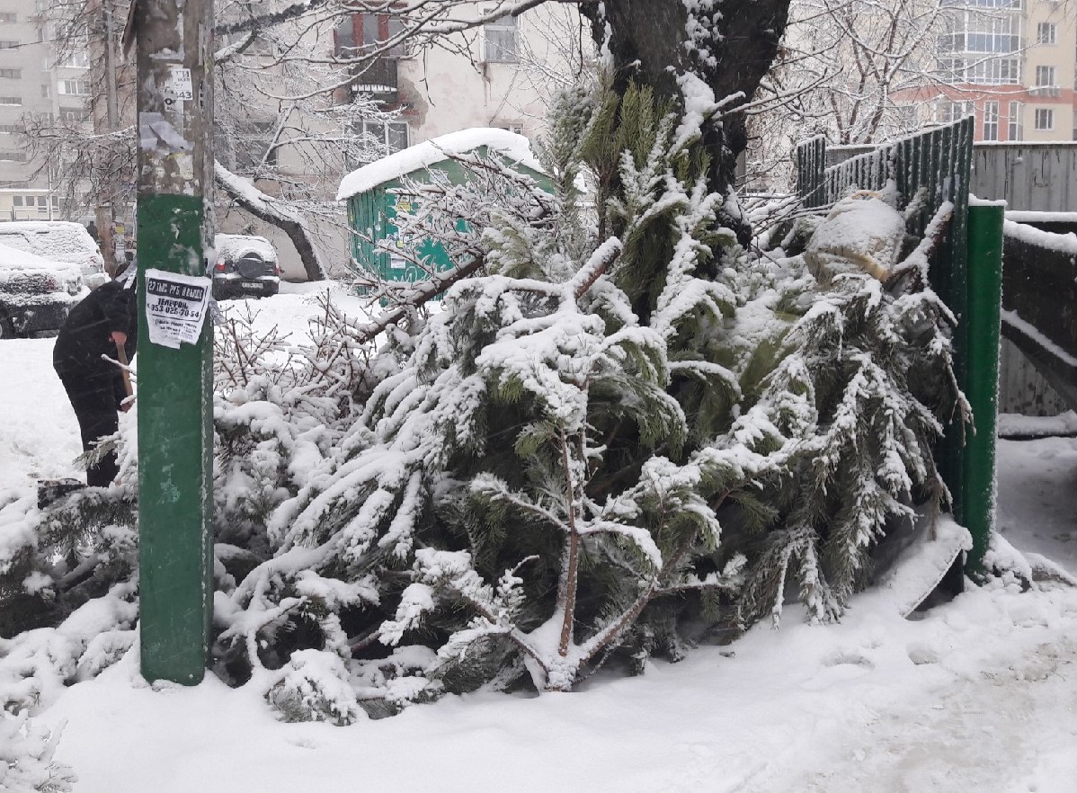 
		
		Пензенцы смогут экологично утилизировать новогоднюю елку
		
	