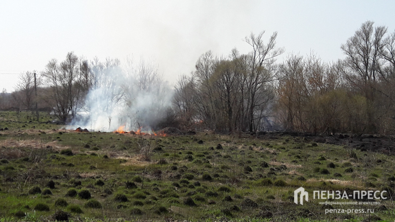 
		
		В Земетчинском районе сгорел лес
		
	