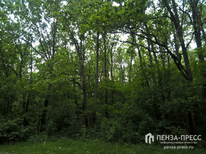 
		
		В пензенских лесах высадили более 1,3 млн сеянцев
		
	