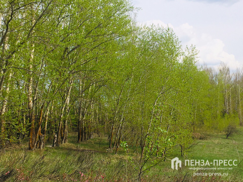 
		
		В Пензенской области ввели ограничение на посещение лесов
		
	