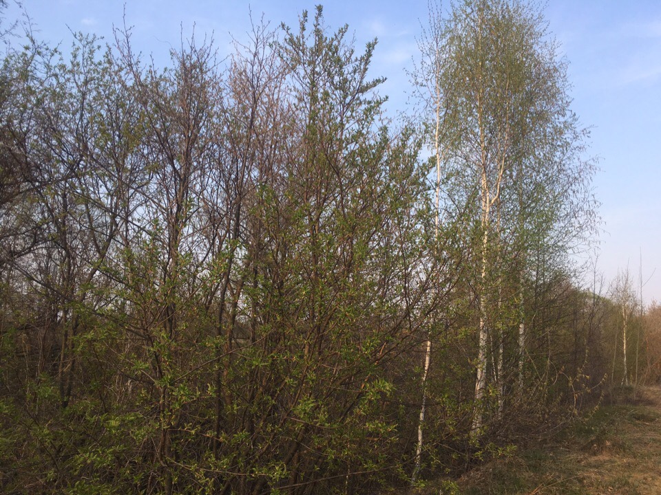 
		
		В Пензенской области перевыполнили план по лесовосстановлению
		
	