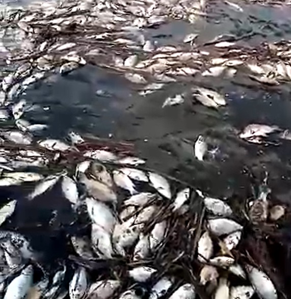 6 судаков. рыбак съел. ведущий передачи о рыбе. джуутку наен кошмар севера. 6 рыбаков съели 6 судаков за 6 дней.